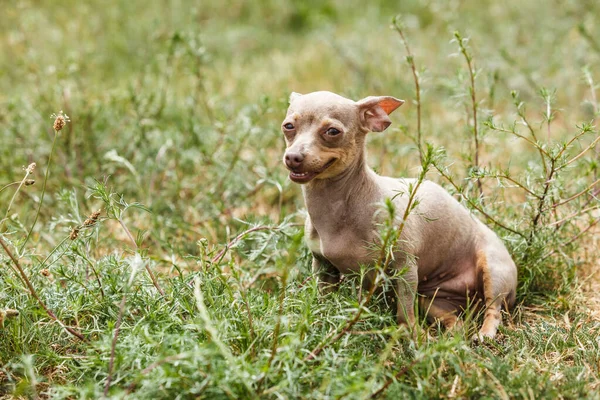 Mały pies gry na zewnątrz — Zdjęcie stockowe