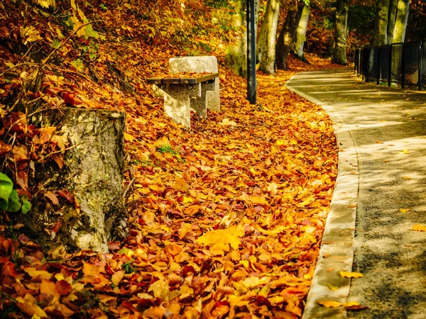 Parque con hojas de otoño follaje sotobosque —  Fotos de Stock