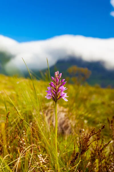 Flores y montañas, Isla de Gimsoya Lofoten Noruega —  Fotos de Stock