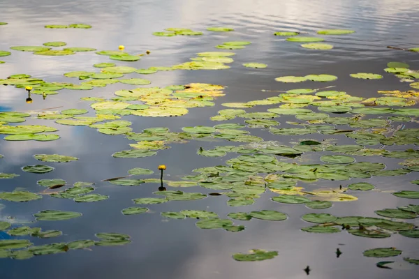 Water lily in pond — Stock Photo, Image