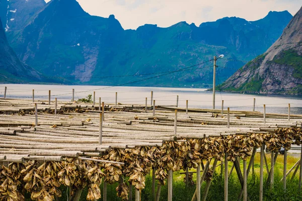 Cod stockfish kurutma rafları, Norveç Lofoten Adaları — Stok fotoğraf