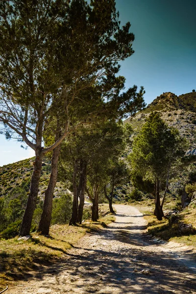 Sentiero di montagna con alberi verdi . — Foto Stock