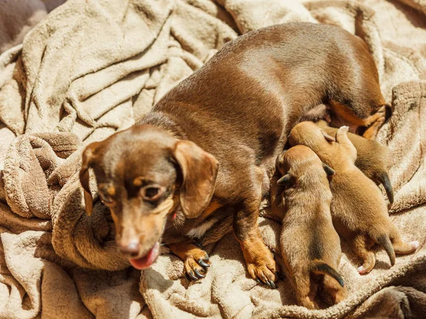 Weinig teckel moeder voeden van puppies pasgeborenen — Stockfoto