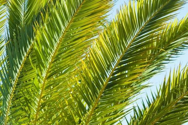 Foglie di palma tropicale da vicino — Foto Stock