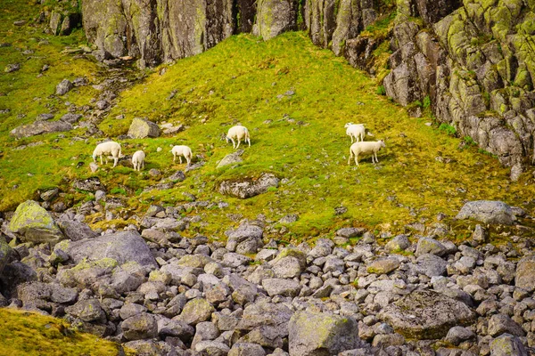 Ovejas en el prado en Noruega — Foto de Stock