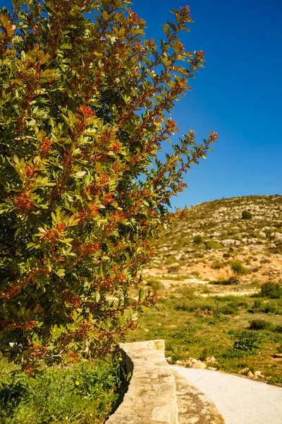 Cespuglio verde con fiori rossi — Foto Stock