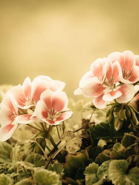 Pink white purple flowers in pot — Stock Photo, Image