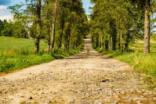 Country road path with green trees. — Stock Photo, Image