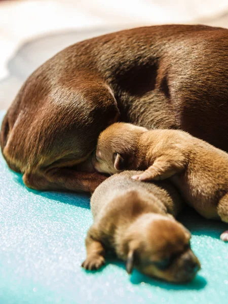 Маленькая мама таксы кормит щенков новорожденных — стоковое фото