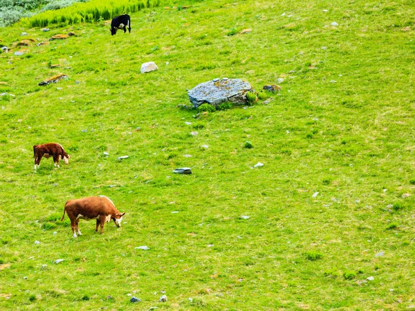 Vacas en pastos . —  Fotos de Stock