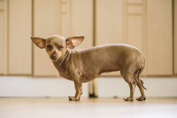 Mały pies pinscher wewnątrz — Zdjęcie stockowe