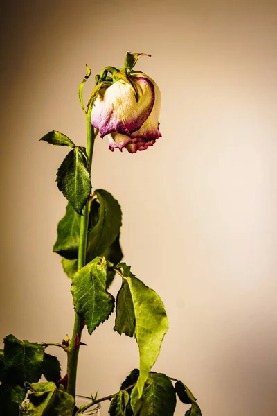 Torkad vissnad ros blomma på väggen bakgrund — Stockfoto