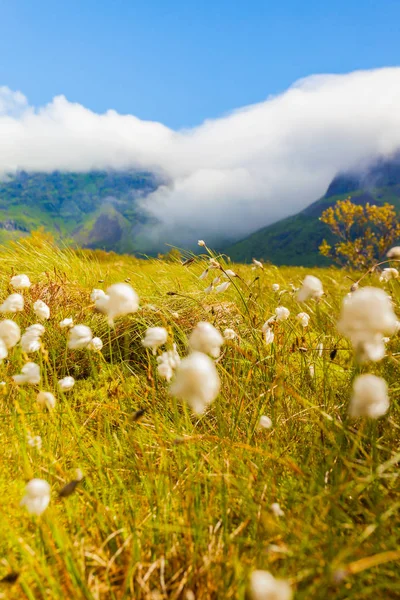 Fleurs et montagnes, Gimsoya île de Lofoten Norvège — Photo