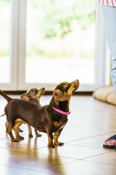 Perritos Salchicha Ratter Pinscher Prazsky Krysarik Cruzada Escalofriante Sofá Interior —  Fotos de Stock