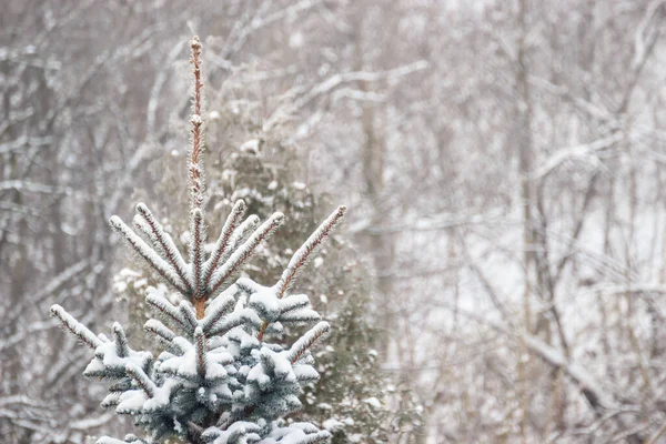 Conifer Trees Covered Snow Winter Nature — Stock Photo, Image