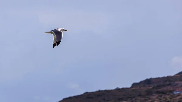 One Lonely Seagull Bird Flying Ground Blue Dark Sky Copy — Stock Photo, Image