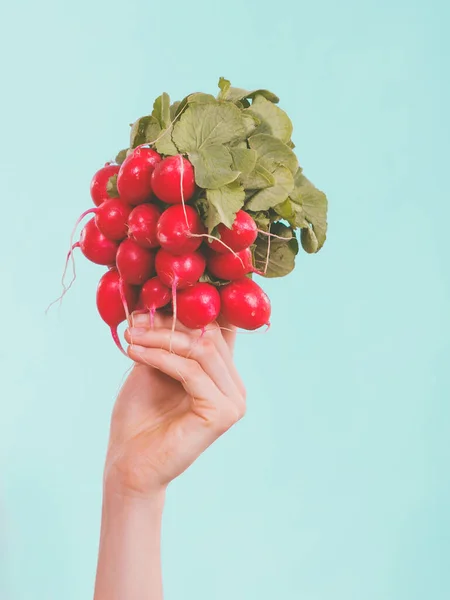 Woman Hand Holding Pink Red Delicious Raddish Vegetable Blue Studio — Stock Photo, Image