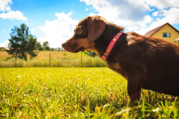 Pequeno Dachshund Raça Pura Longo Encorpado Pernas Curtas Pequeno Cão — Fotografia de Stock