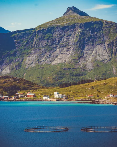 Lososi Loví Rybí Farmu Moři Lofoten Ostrovy Norska — Stock fotografie