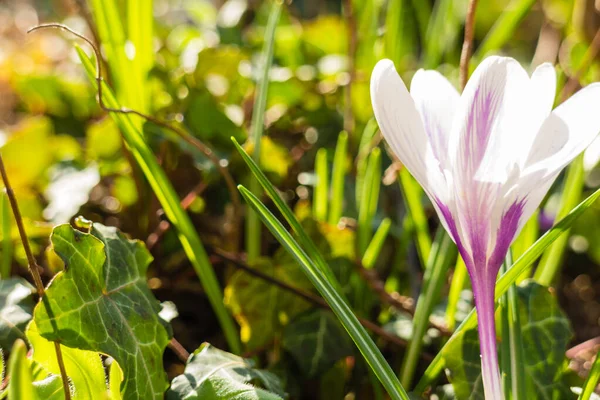 Närbild Vita Krokus Blomma Trädgård Blom Våren Väder Med Vackra — Stockfoto