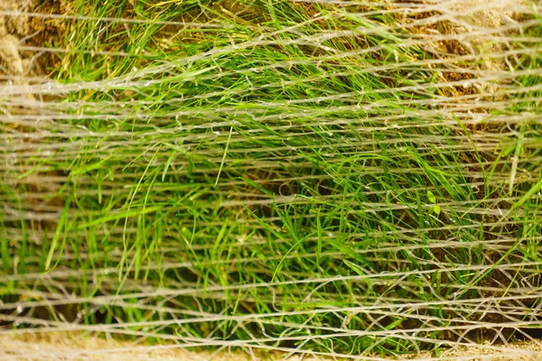 一堆堆的草皮用来做新草坪 安装新场地的天然草皮 — 图库照片