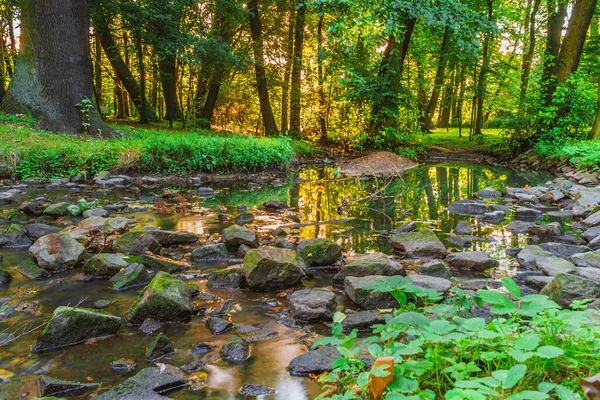 Green Woods Forest Outdoor Stream River Stone Park Summer Time — Stock Photo, Image