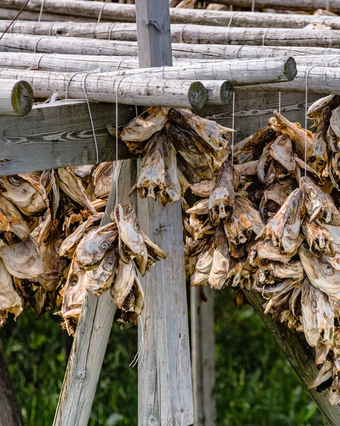 Cod Stockfish.Industrial Fishing in Norway Stock Photo - Image of