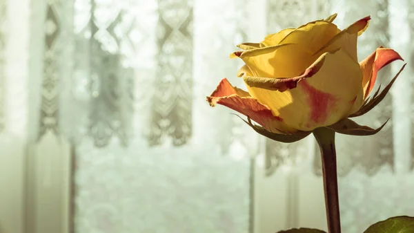 Krásná Oranžová Růže Před Oknem Krajkovými Záclonami Romantické Dárky Koncept — Stock fotografie