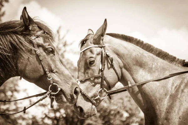 Dos Caballos Salvajes Marrones Campo Idílico Del Prado Animales Mamíferos —  Fotos de Stock