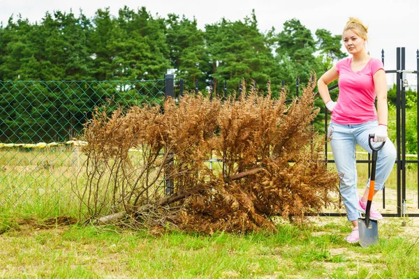 Woman Gardener Removing Withered Dried Thuja Tree Her Backyard Yard — Stock Photo, Image