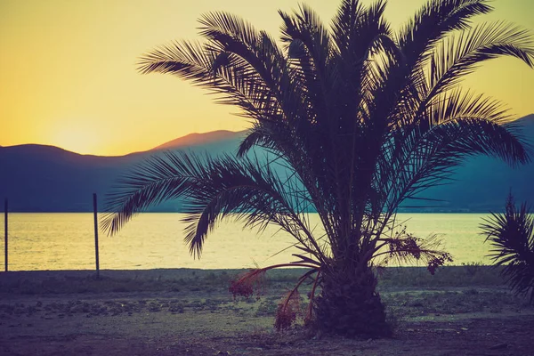 Pequeña Palmera Playa Tropical Arena Griega Durante Hermoso Clima Verano — Foto de Stock