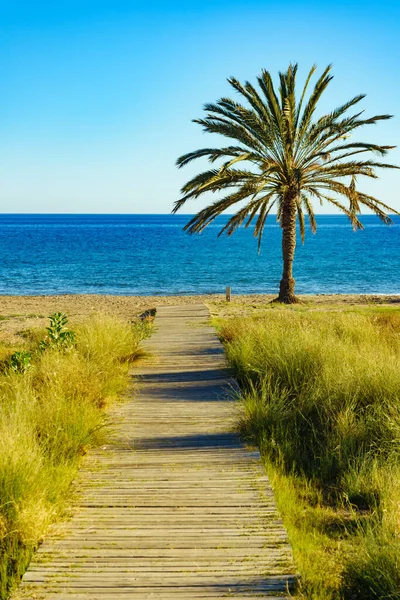 Stranden Percheles Murcia Regionen Spanien Mazarron Bay Kustlandskap Med Palmer — Stockfoto