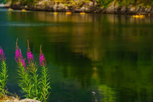 Lago Fiume Sulla Costa Norvegese Fiordo Con Fiori Rosa Gente — Foto Stock