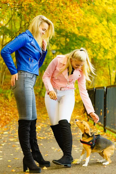 两个朋友女人在遛狗时穿着时髦的衣服 身穿海军蓝粉色皮夹克 牛仔裤和高脚踝黑色靴子的女性 — 图库照片