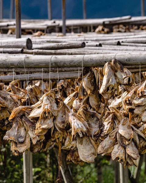 Stoccafisso Merluzzo Essiccazione Rastrelliere Isole Lofoten Pesca Industriale Norvegia — Foto Stock