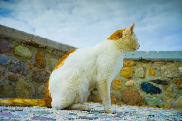 Красива Невідома Котяча Кішка Біло Червоному Імбирному Помаранчевому Кольорі Крупним — стокове фото
