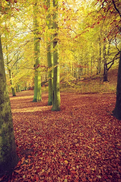 Höstens Säsong Koncept Färgglad Höst Park Många Vackra Träd — Stockfoto