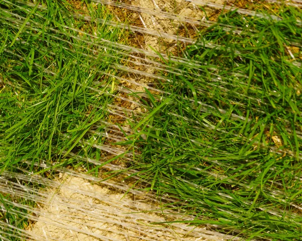 Stacks Sod Rolls New Lawn Natural Grass Turf Installing Making — Stock Photo, Image