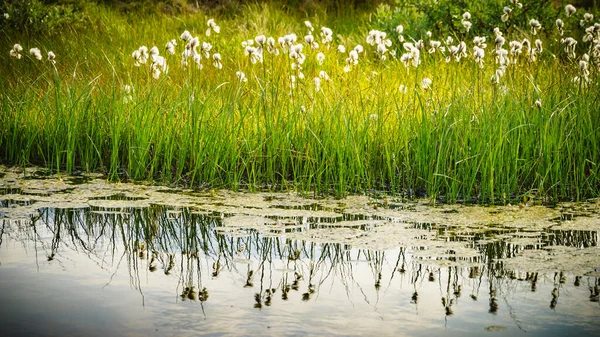 Fiori Bianchi Sulla Riva Del Fiume Lago Acqua Ora Legale — Foto Stock