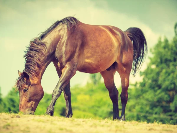 Caballo Salvaje Marrón Campo Idílico Prado Animales Mamíferos Agrícolas Medio —  Fotos de Stock