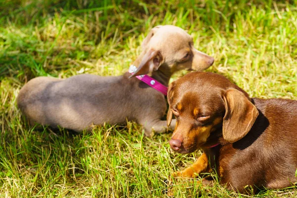 Perritos Salchicha Ratter Pinscher Prazsky Krysarik Mestizo Jugando Aire Libre — Foto de Stock