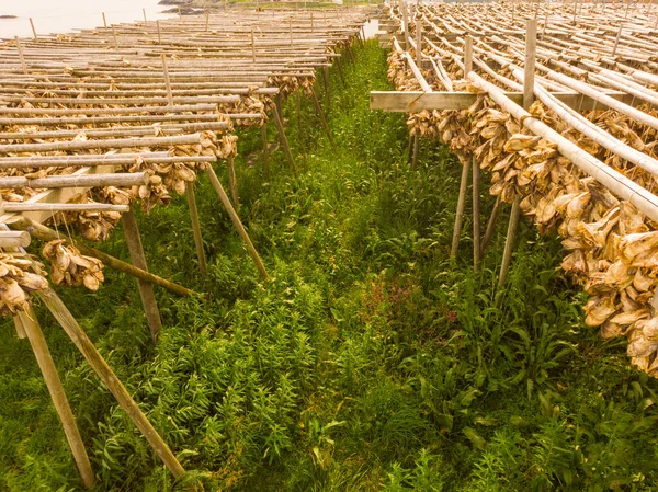 Cod Stockfish Drying Racks Lofoten Islands Industrial Fishing Norway — Stock Photo, Image