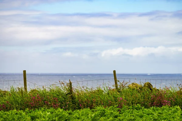 Nature Summer Landscape Countryside View Field Old Rustic Fence Norwegian — Stock Photo, Image