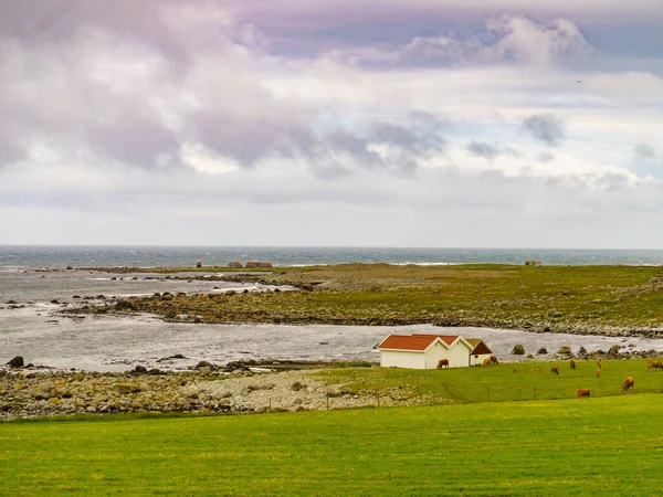 Cows Pasture Meadow Field Tranquil Countryside Scene Coastal Landscape South — Stock Photo, Image