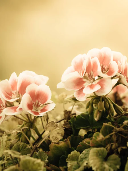 Beautiful Small Pink White Purple Flowers Pot Potted Plants Flora — Stock Photo, Image