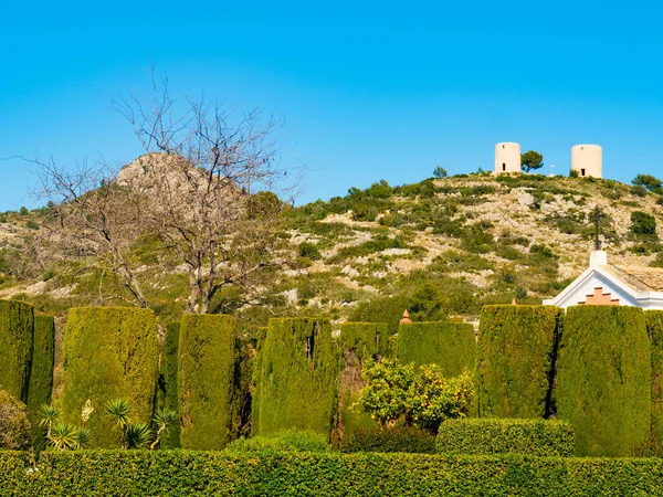 Zöld Növényfák Kertben Mediterrán Természetvédelmi Park — Stock Fotó