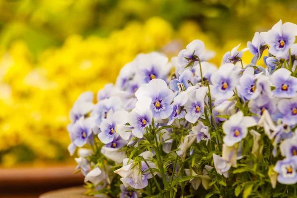 Trädgårdsskötsel Naturkoncept Närbild Vackra Små Blå Blommor Penséer Rabatten — Stockfoto