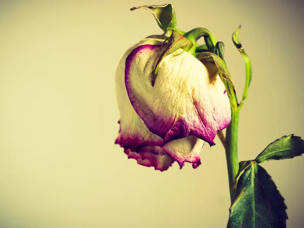 Kärlekens Minne Torkad Vissnade Flerfärgade Ros Blomma Väggen Bakgrund — Stockfoto