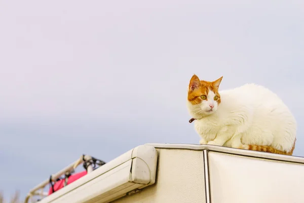 Kamp Aracının Çatısında Beyaz Kedi Evcil Hayvanla Seyahat Eden Karavan — Stok fotoğraf
