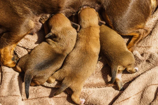 Close Cute Adorable Little Dachshund Puppies Dogs Newborns Lying Next — Stock Photo, Image